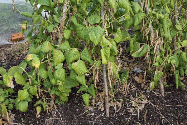 Borlotti beans all ready to pick for dry beans to store