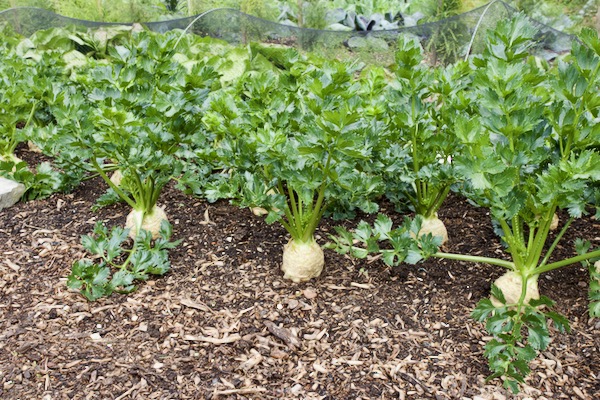 These celeriac remained dry until the middle of August when we started to water them, they can still grow quite a lot