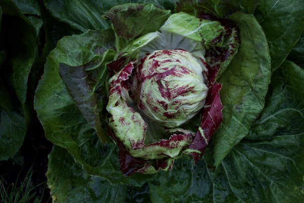 I cut through the stem just below the firm heart and found this beautiful tight radicchio, variety is 506TT