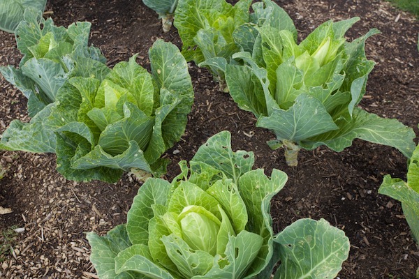 Filderkraut sown early May and transplanted early June are harvesting nicely