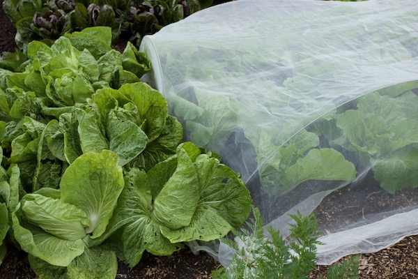 Sugarloaf chicory open and Chinese cabbage meshed against insects