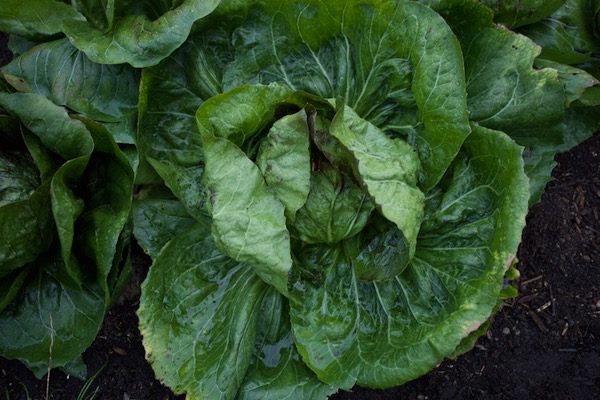 It can be hard to tell when a radicchio is fully formed and this plant has a firm one