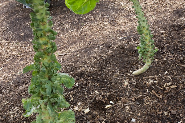 Bad and almost inedible development of aphid filled and irregular shoots rather than sprouts on an open pollinated variety Seven Hills