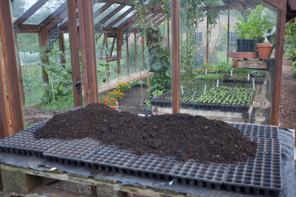 Potting compost on module trays to fill after spreading it out, 19th September