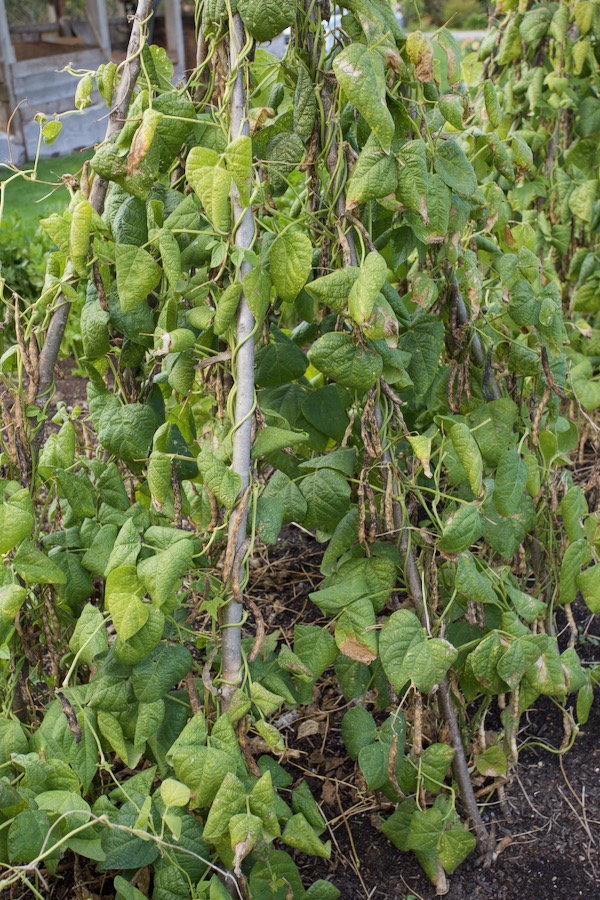 A promising amount of borlotti bean pods, all ready to pick now, for eating as dry beans