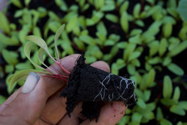 Two week old and multi sown chard is plantable at this stage