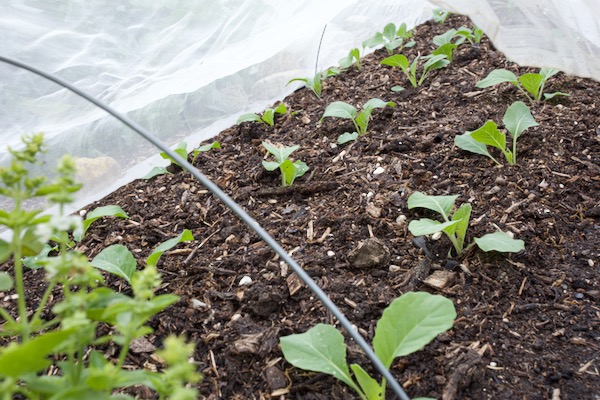 Spring cabbage April, 11 days transplanted and mesh covered all winter