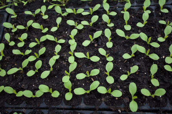 I find it quickest to prick out small seedlings for plants which we grow as singles such as these lettuce. These were pricked out five days earlier, at two leaf stage