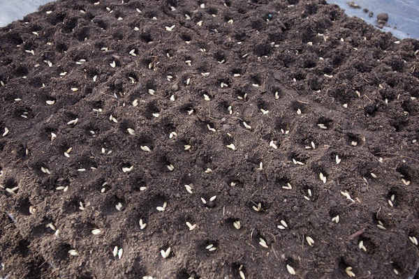 We make indents with our fingers and drop seeds into each hole