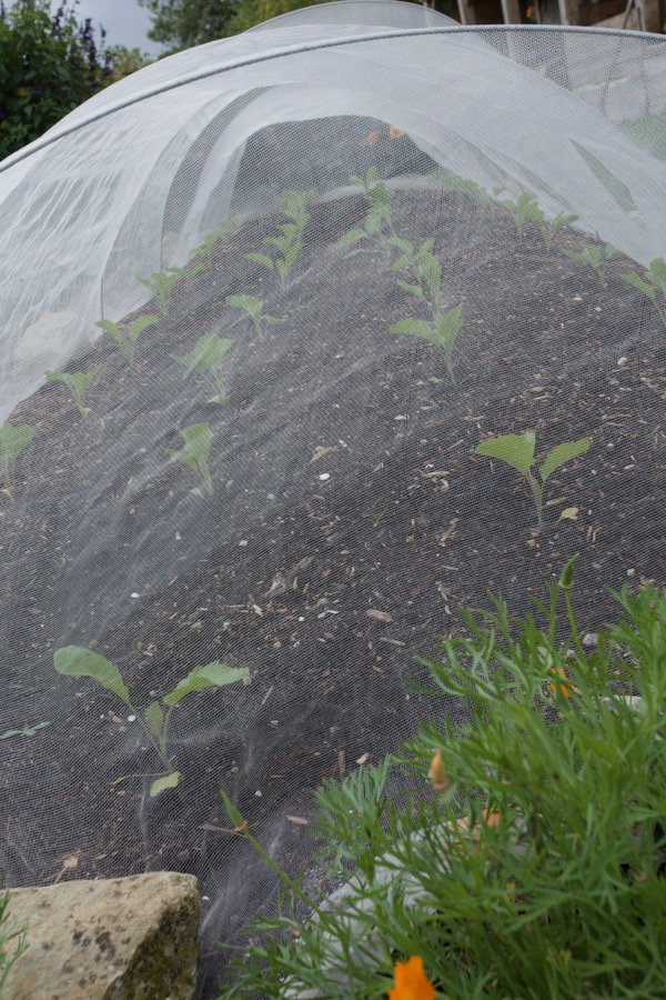 Cauliflowers under mesh cover were transplanted 11 days ago after lettuce, and I spread two buckets compost