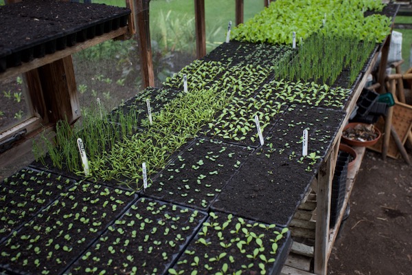 Homeacres propagation area, about one half of the current total, plants mostly to grow under cover