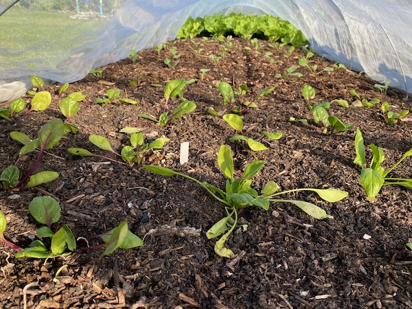Front is spinach transplanted one week ago, in middle is cauliflower planted same day, far end is Chinese cabbage, five weeks transplanted