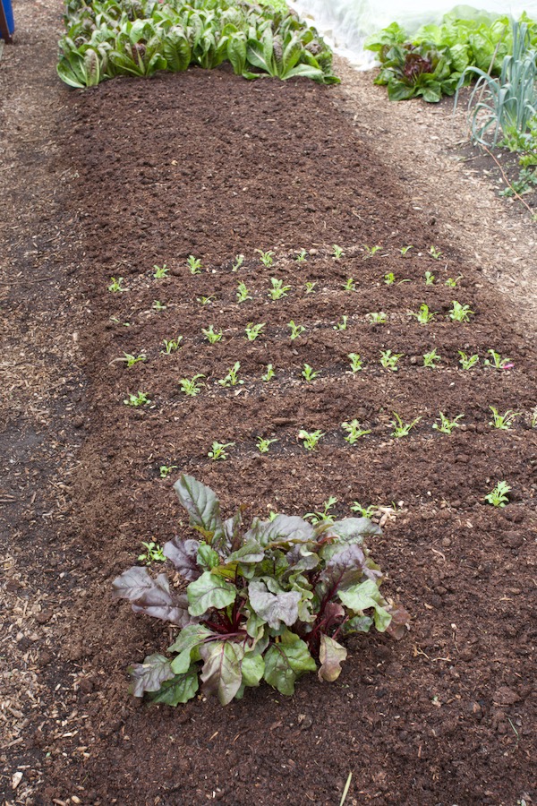 Garlic just planted then mushroom compost over, mizuna between