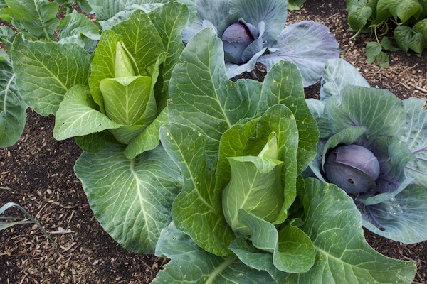 Since removing the mesh cover in early August, we have sprayed four times with Bacillus thuringiensis