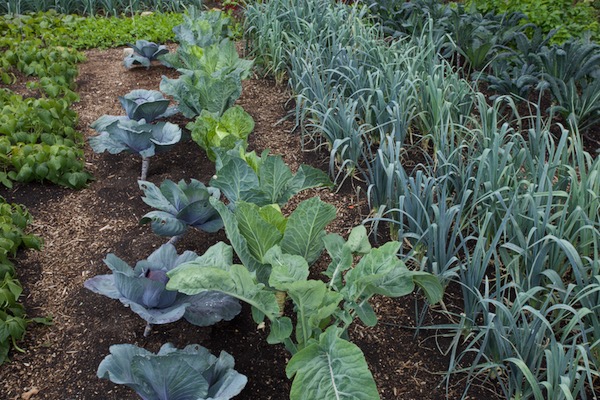 Hearting cabbages Granat red and Filderkraut green, 8th year in the same soil.