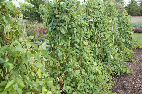 Czar beans for dry seed are still cropping