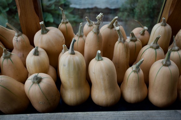 Small butternut squash Nutterbutter and Hunter F1 are now cut and curing on a conservatory windowsill