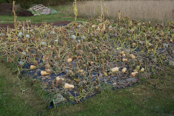 Squash Butternut and Crown Prince behind, 20th September after slight frost