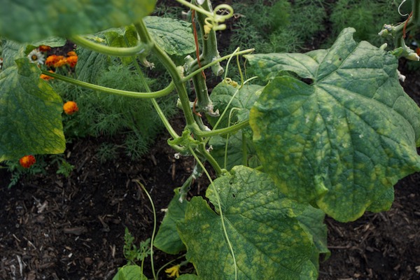 Cucumber leaves are showing the blotches of downy mildew