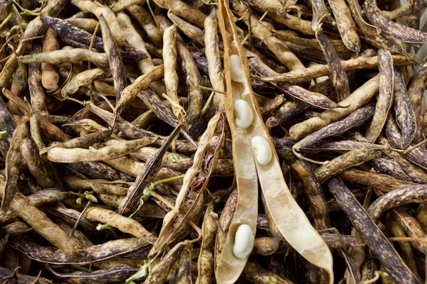 Czar white runner beans in the middle of a tray with many borlotti beans