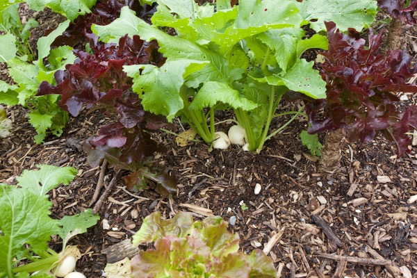 Turnips Tokyo Cross after only 32 days in the ground, interplanted between lettuce