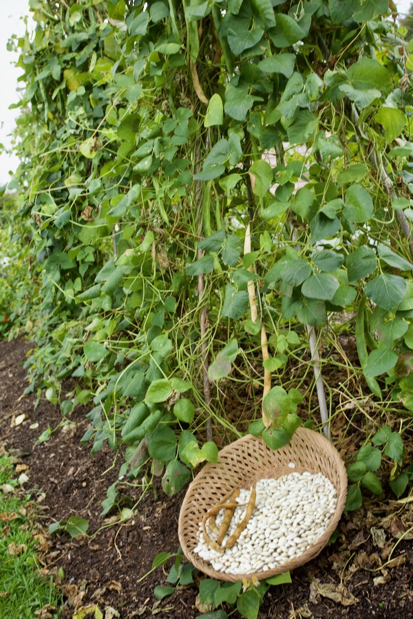 Czar beans shelled, and many pods are still maturing too