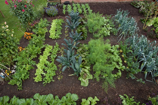 This October photograph shows the amazing value of one application of compost 10 months earlier. Already there have been heavy crops of spring planted vegetables. Everything here is a second or third planting, with no further application of compost