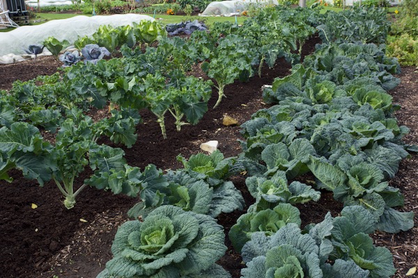 As with Brussels sprouts, under the broccoli we remove enough leaves to be able to spread compost for the year ahead