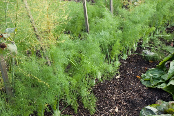 Compost allows easy planting of any vegetables and I'm using the space beside 2 year asparagus, fennel planted 8 weeks