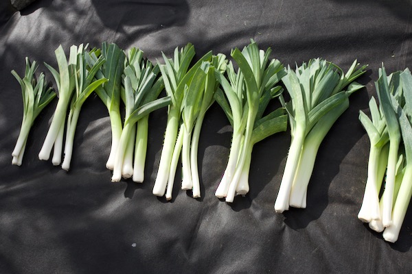 Leeks in bags harvest was highest from mushroom and homemade composts