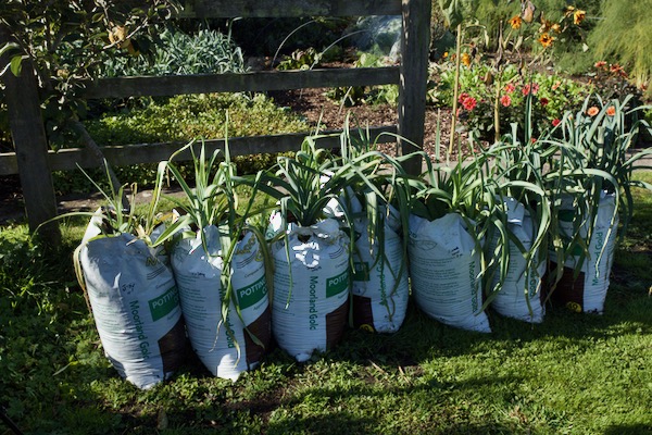 Leeks in bags of different composts, planted July after potatoes