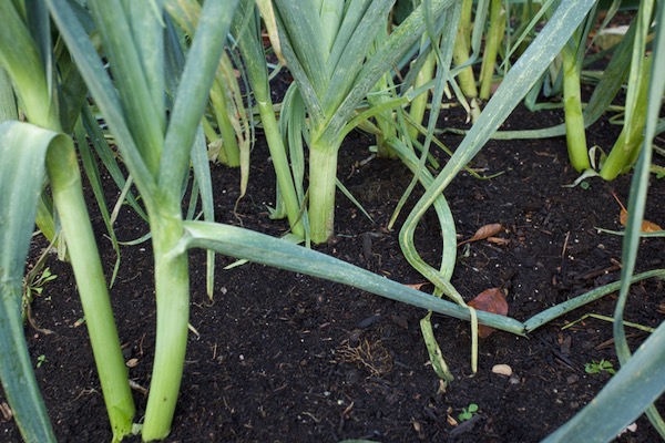 Same Philomene leeks in soil in the small garden, sown same date but planted three weeks earlier also after potatoes, some leeks weigh 0.3kg