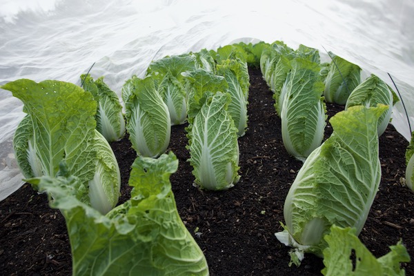 Chinese cabbage Yuki F1 after clearing outer leaves