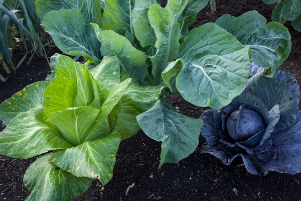 Cabbages and cauliflower in a bed which has grown brassicas every summer in the previous seven years
