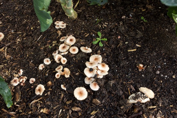 Just two weeds to pull, and lepiota mushrooms (not edible but mycorrhizal we reckon) from wood in the compost partly