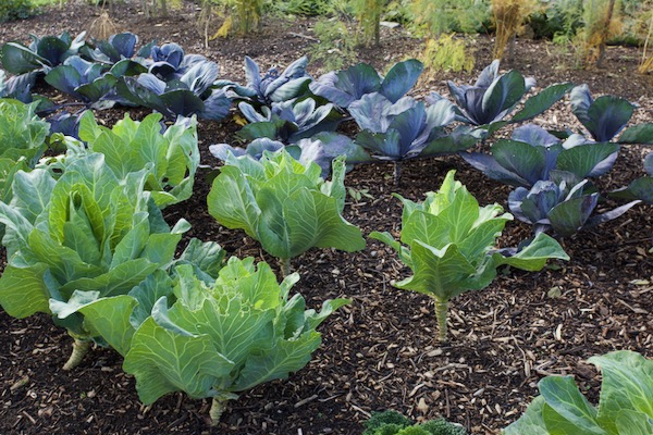 Cabbages planted 10 days later than normal here and between almost-finished potatoes are catching up, but with lighter heads - Filderkraut and Granat
