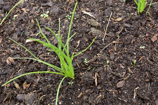 Small seedlings of annual weeds are in this case almost too large for successful hoeng at this time of year, when it's so damp