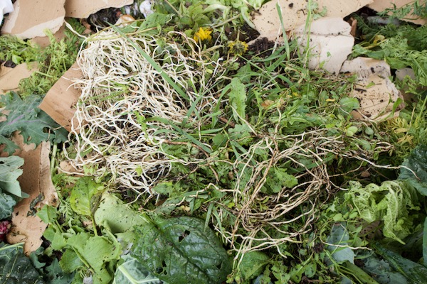 I had been using a trowel to lever out the new growth of bindweed roots, which also included some from a heap of compost, and they are now all on my compost heap where they will degrade over winter.