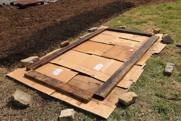 Cardboard on perennial weeds is a good start point - here in April there was a lot of bindweed and I doubled up, before applying compost