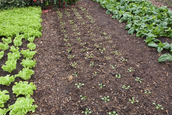 Plantings of 6th October followed French beans and the application of homemade compost