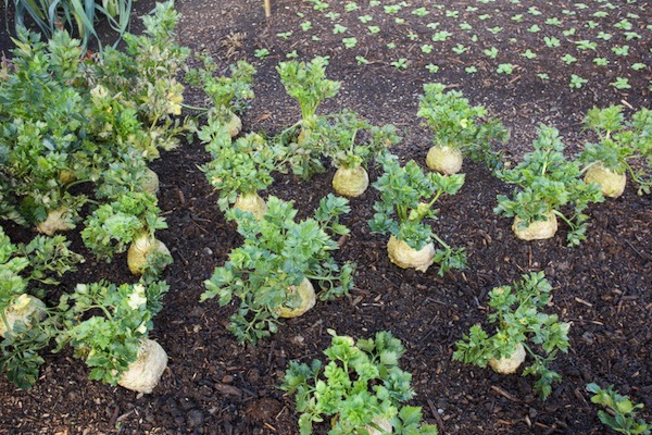 Athos celeriac with septoria 'blight' on leaves, was watered and is larger
