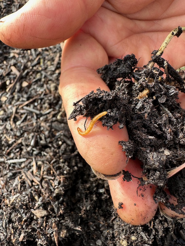We found one or more of these wireworm under almost every rye plant, often burrowing into the main stems, so we squashed or cut them and re-planted, either with the same plants or with new ones in places