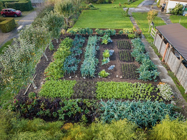 Many of these beds received at least some water during July and August mainly, all applied by hand, photo 24th October