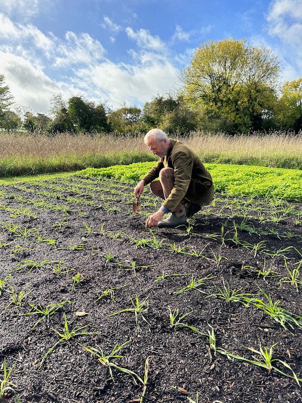 My big plan to grow rye for lots of bread is floundering, here I'm searching for wireworm