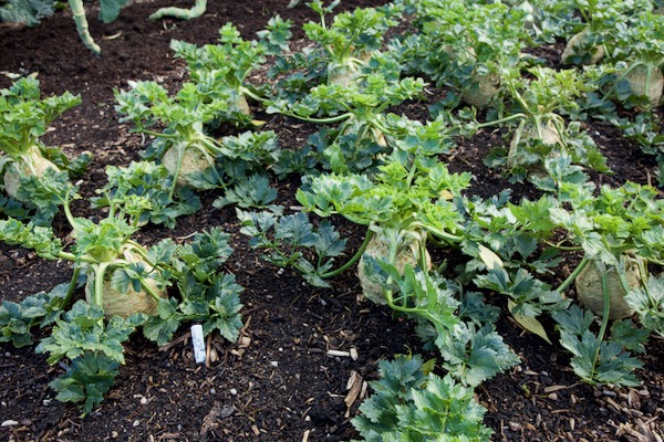 Athos celeriac was not watered until mid August