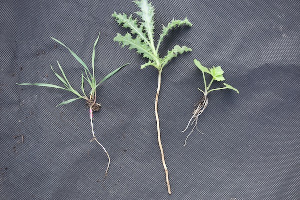 Perennial weed examples are couch grass, creeping thistle, and creeping (running!) buttercup