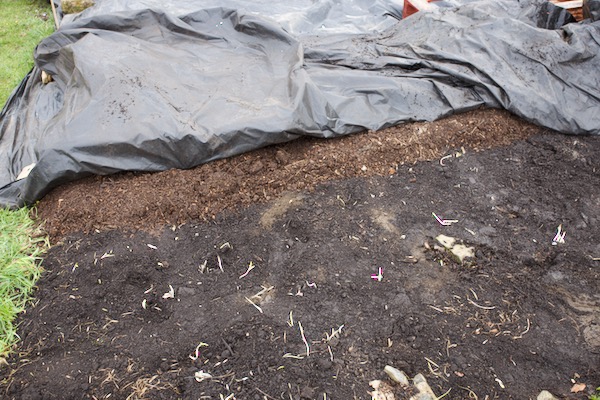 In late April, two months after applying 7cm compost with no cardboard and on vigorous weeds, with black plastic on top, bindweed and some couch grass are regrowing already