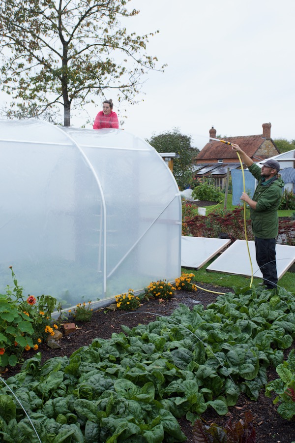Cleaning polytunnel of moss and insect poo, Taryn on ladder and Adam with the hose on a damp morning