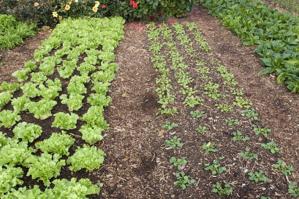 Plantings of 6th October followed French beans and the application of homemade compost