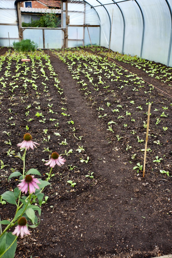 Polytunnel recently planted and this end transplants went in on 14th October when I took the photo
